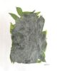 カレーリーフ( Daun Kary ) Curry Leaves 20g