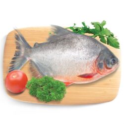 Cá chim｜ピラニア