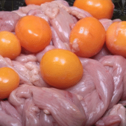 TRÀNG TRỨNG/鶏卵の卵管