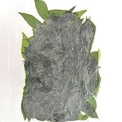 カレーリーフ( Daun Kary ) Curry Leaves 20g