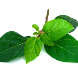 LÁ SUNG/イチジクの葉