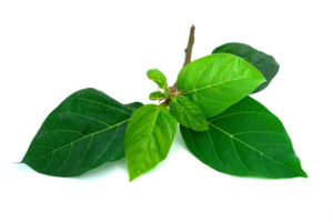 LÁ SUNG/イチジクの葉