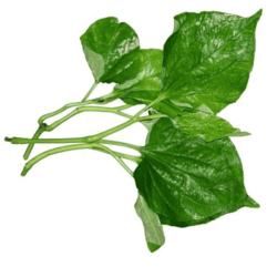 LÁ LỐT/ハイゴショウの葉