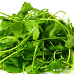 RAU MÁ/ツボクサ