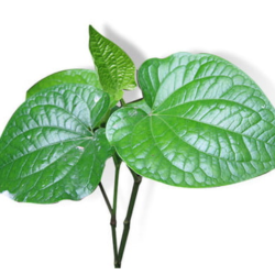 LÁ LỐT/バイチャプ