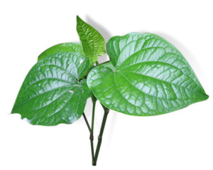 LÁ LỐT/バイチャプ