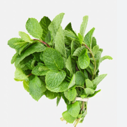 HÚNG BẠC HÀ/ミント