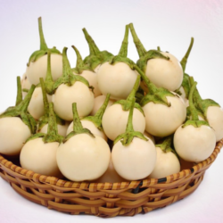 CÀ PHÁO TRẮNG/白ナス