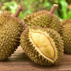 SẦU MONGTHONG TƯƠI /生モントーンドリアンタイ産