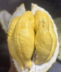 SẦU RIÊNG TƯƠI/生ドリアン