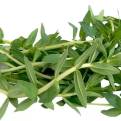 RAU NGỔ 60g