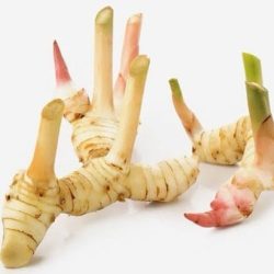 RIỀNG CỦ/冷凍ガランガル 250g