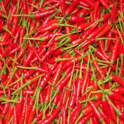 ỚT ĐỎ TƯƠI 250G /赤唐辛子250G