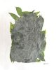 カレーリーフ( Daun Kary ) Curry Leaves 20g