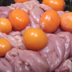 TRÀNG TRỨNG/鶏卵の卵管
