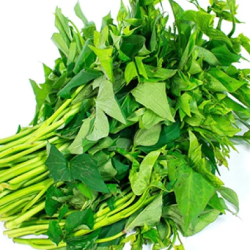 NGỌN KHOAI LANG/サツマイモの茎