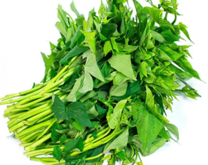 NGỌN KHOAI LANG/サツマイモの茎