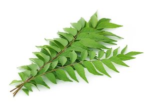 カレーリーフ(ダウンカリ) Curry Leaves 100g Daun Kari