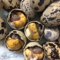 TRỨNG CÚT LỘN/孵化直前のウズラの卵