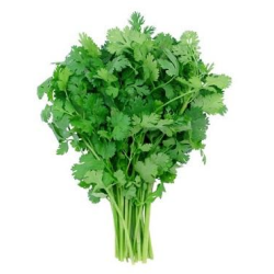 RAU MÙI/パクチー/ Coriander Leaf