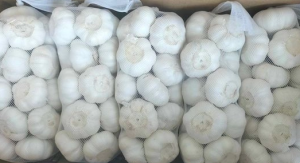 Tỏi củ 1kg/ Garlic