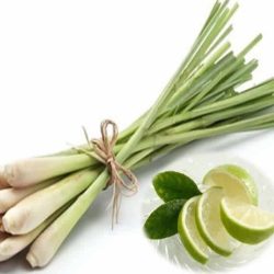 SẢ TƯƠI /レーモングラス